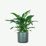 plants-ecommerce-product-featured-img-15